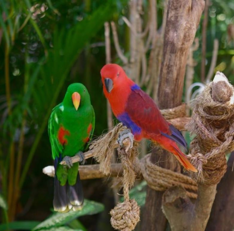 Eclectus_Parrot.