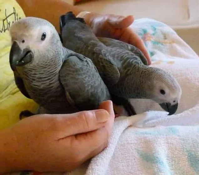 african parrots