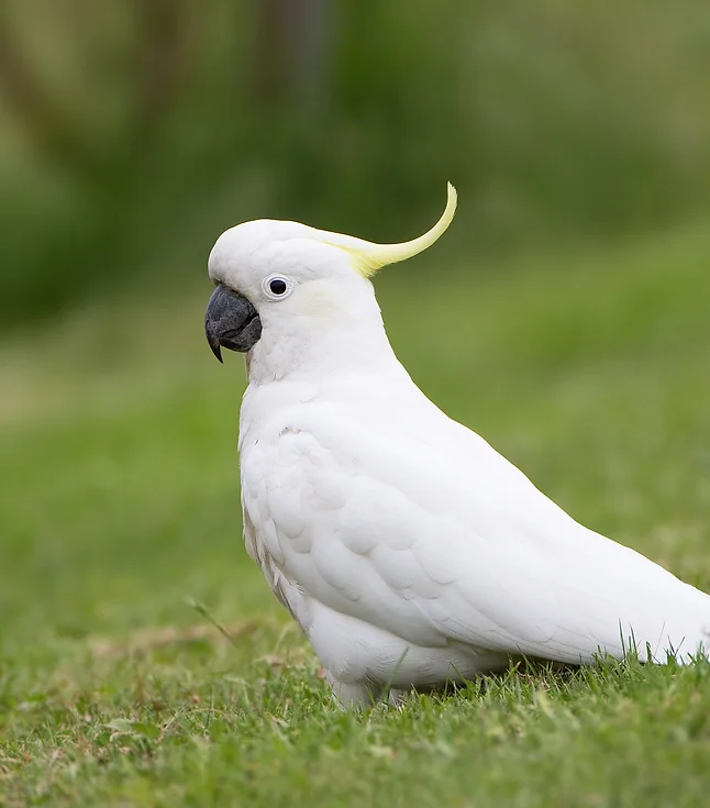 cockatoo 3