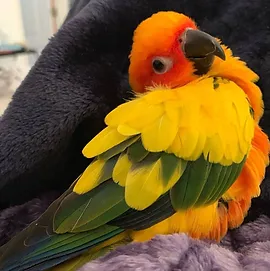 sun conure